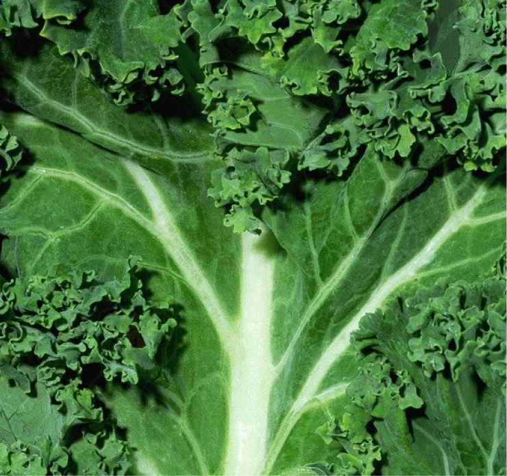 Superfoods & Nutrients